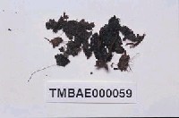 藏品(柔毛真苔)的圖片